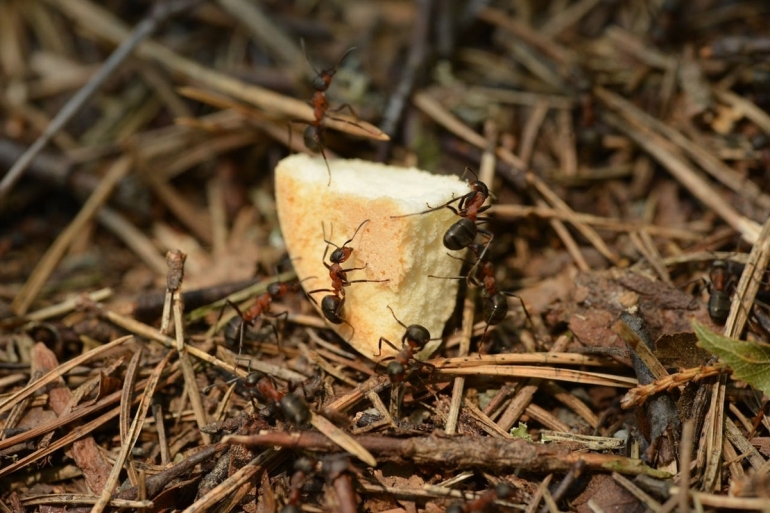 Ilustrasi gerombolan semut. Sumber: Pexels/Petr Ganaj