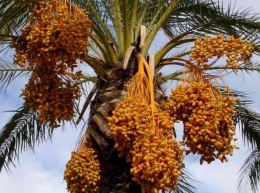 Pohon Kurma langka dari migdal eder-Yudea, Betlehem, sumber gambar: satukan Indonesia.com
