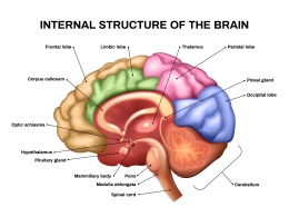 Ilustrasi gambar dari struktur dasar otak. Foto:freepik.com