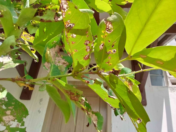 Ilustrasi Penyakit Bercak Daun Alga pada pohon jambu (foto: dokpri/Nanang AH