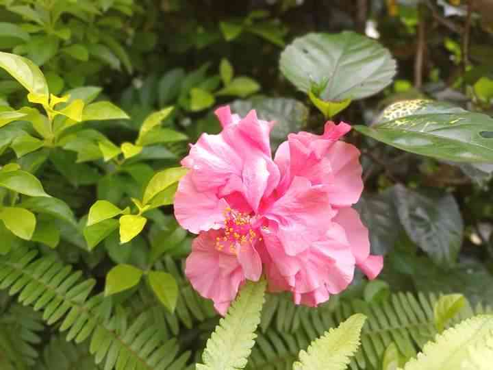 Ilistrasi bunga Hibiscus by Mbak Wahyu Sapta Rini (Kompasianer)