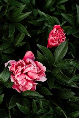 Bunga peony, sebagai salah satu bahan dasar pembuatan parfum (Foto:Pexels.com)