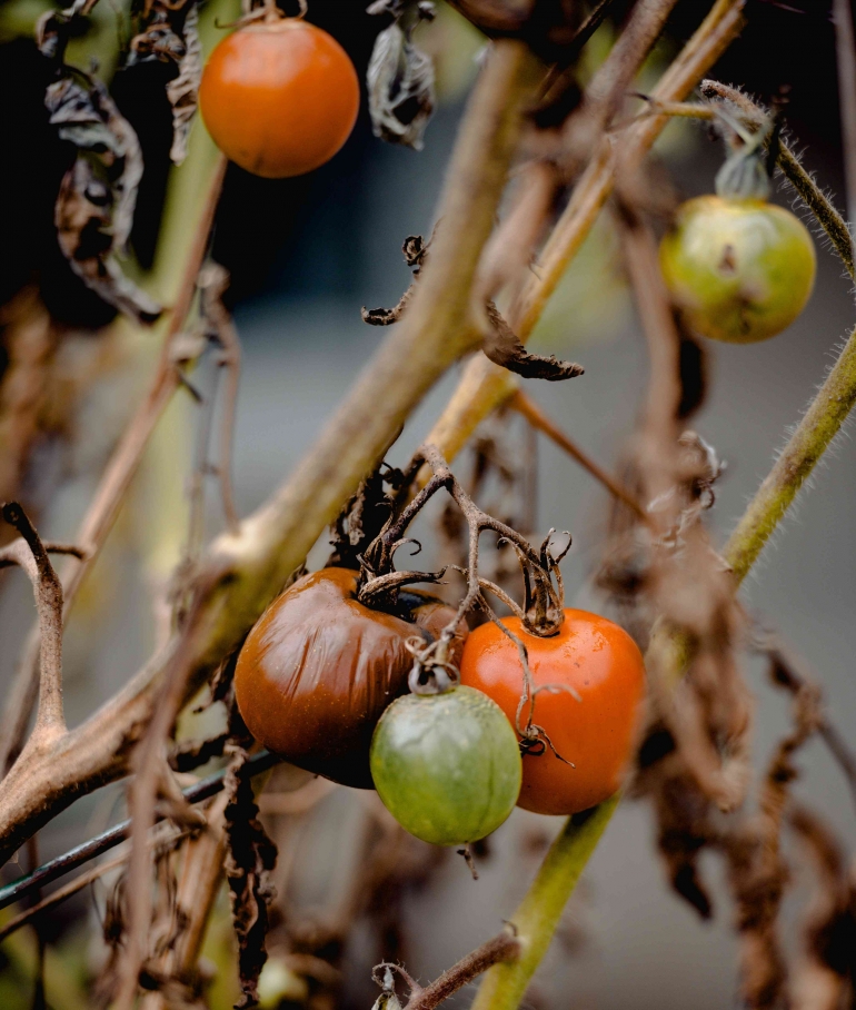 Tanaman tomat yang terkena penyakit daun busuk (Foto : www.pexels.com/Harrison Haines)