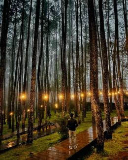 https://unsplash.com/photos/a-person-standing-on-a-path-lined-with-trees-with-lights-regTq4F65V0