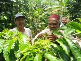 Petani melakukan grafting pada tanaman kopi Robusta (dok foto Greg Nafanu)