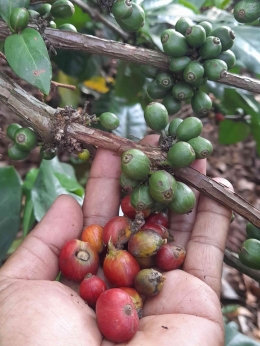 Buah selang kopi Liberika bisa panen depanjang musim karena matangnya tak serempak (dok pribadi Greg Nafanu) 