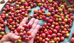 Hasil ngebolang panen buah selang kopi Liberika di kebun Mang Sobri, Jumat 15-12-2023 (dok Greg Nafanu)