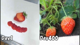 cara menanam starwberry
