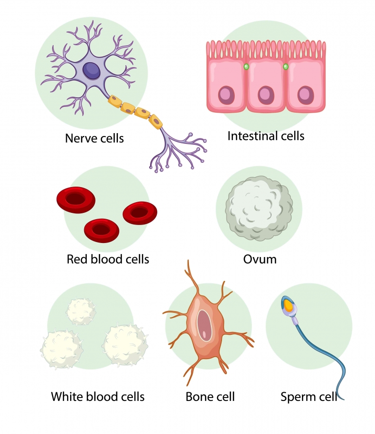 Ilustrasi ragam sel manusia (sumber:freepik)