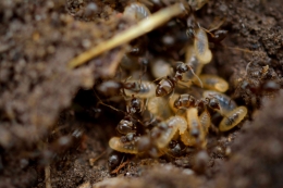 unsplash: Black and brown ant on brown soil ;Morten Jakob Pedersen  