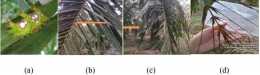 Gambar 1. Gejala serangan hama ulat api pada daun kelapa sawit Sumber: Ezward & Pramana, 2018 