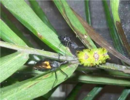 Gambar 2. Serangga predator (Sycanus annulicornis)Sumber: Pratama, 2021