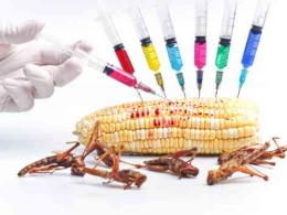 Ilustrasi GMO