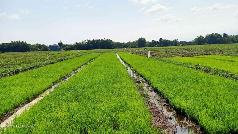 Foto persemaian padi saat musim tanam satu. Foto Sri RD