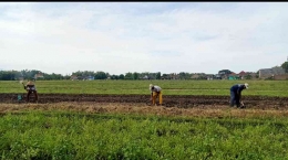 Mempersiapkan lahan persemaian saat musim tanam 1. Foto dokpri/Sri RD