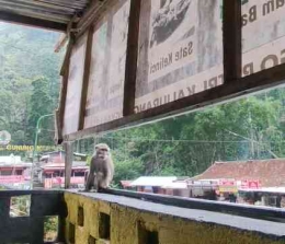 Monyet yang mendatangi kami saat sedang makan. Sumber: dokumentasi pribadi