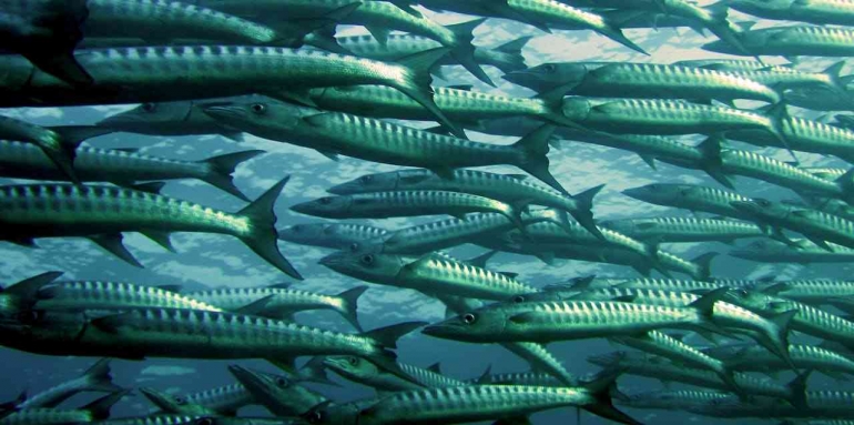 Foto gerombolan ikan pindang hidup sedang berenang oleh Peter Simmons