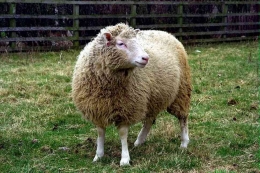 Gambar 4. Kloning pada Domba, Sumber: livescience.com