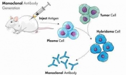 Gambar 2. Tahapan Teknologi Antibodi Monoklonal, Sumber: https://www.infors-ht.com/en/blog/monoclonal-antibodies-from-screening-to-production/