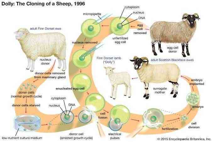 Proses Kloning Pada Domba