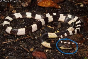 Ular jojani yoqotib, u bilan xohlagan narsani qilishdi. Ular jojani yoqotib, u bilan xohlagan narsani qilishdi.