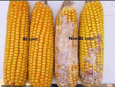 Gambar 5. Perbedaan Jagung Bt (Transgenik) dan Jagung Non Bt, Sumber: https://geneticliteracyproject.org