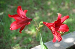 Bunga Berwarna Merah, sumber: dokpri