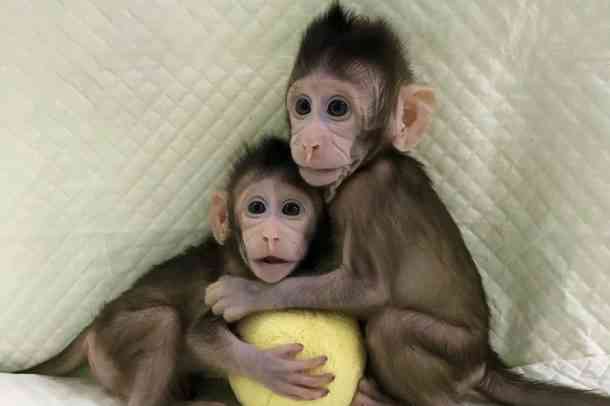 Gambar 4. Hasil Kloning Monyet di China, Sumber: https://wonderfulengineering.com/scientist-successfully-cloned-monkeys-can-humans-next/