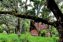 Istana Ompu Raja Hunsa di Sosor Silintong Sibandang dikelilingi kebun mangga (Sumber: Instagram horastapanuliutara