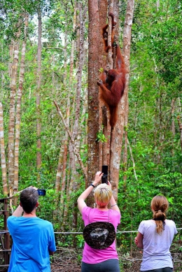 Wisatawan mancanegara menyaksikan langsung orangutan di habitat alaminya - dokumentasi pribadi