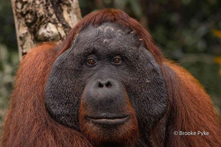 Orangutan Jantan Dominan - Brooke Pyke Photography