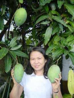 Pohon dan buah mangga Indramayu, mangga lokal yang kulitnya tebal dan cocok ditanam di daerah Indonesia (dok foto: komekcb.blogspot.com)