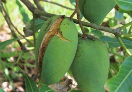 Buah mangga pecah di atas pohon sebelum matang, bisa karena alam atau perlakuan yang keliru (dok foto: kebunpedia.com)