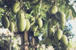 lustrasi pohon mangga, tanaman mangga, buah mangga di pohon. (UNSPLASH/JAMETLENE RESKP