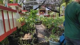 Kebun Kelurahan Jabungan (dok. pribadi)