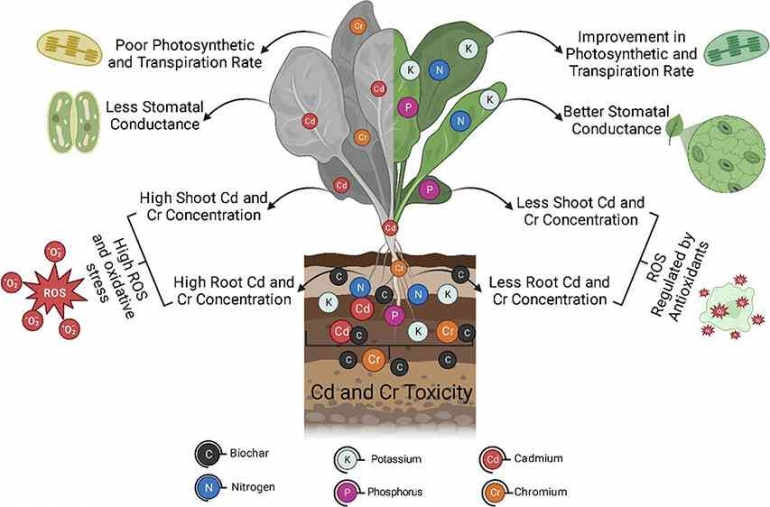 Source : American Chemical Society Publications (2023) pubs.acs.org