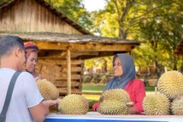 Hunting durian lokal milik warga kampung di Situjuah, Kabupaten Limapuluh Kota, Sumatera Barat. (foto Akbar Pitopang)