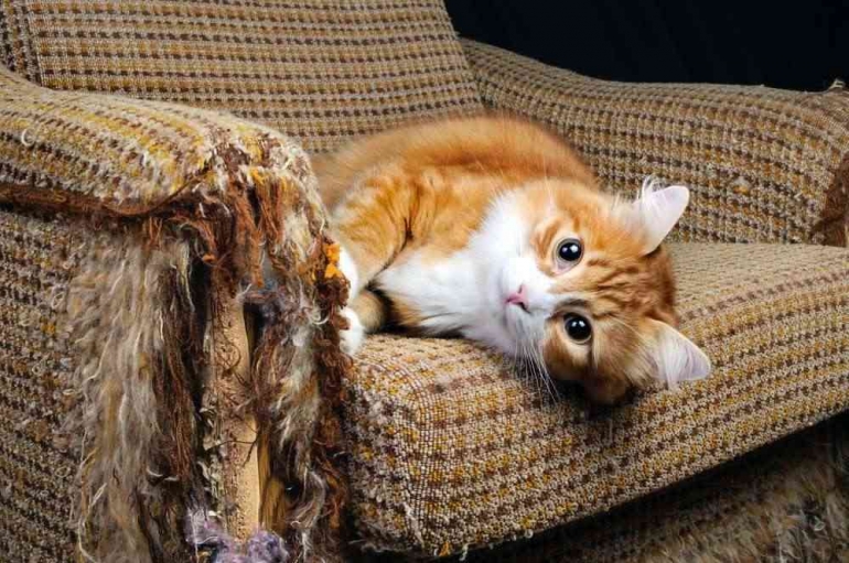 Ilustrasi Cakaran Kucing yang Merusak Sofa (sumber : treehuger.com)