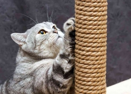 Ilustrasi kucing menggunakan alat garukan/scratcher (sumber : mypetandi.elanco.com)