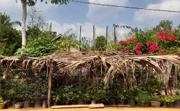 Gunakan paranet alam dari daun kelapa selama El Nino 2023 (dokpri) 