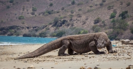 Sumber: The Last Dragon On Earth is Komodo - TripJalan | (tripjalan.com)