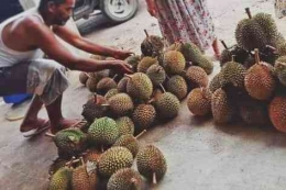 Proses memilih durian lokal terbaik yang berkualitas. (foto Akbar Pitopang)