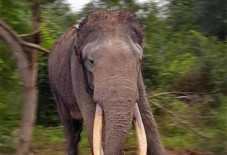 Rahman, gajah latih Sumatera yang diduga tewas karena diracun. Sumber gambar: WWF Indonesia