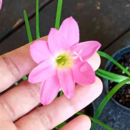 Bunga Lily Hujan Pink yang sudah mekar/Sumber: dokumentasi pribadi