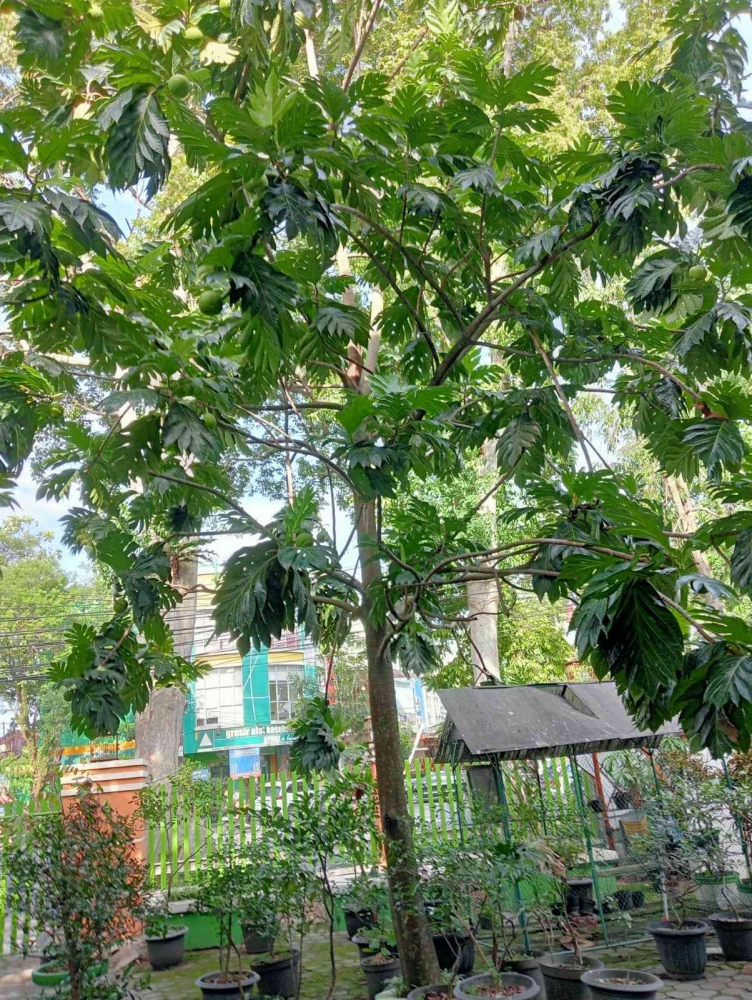 Sukun di halaman sekolah, dokumentasi pribadi