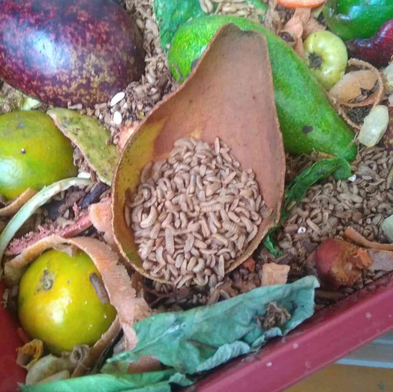 Penguraian Sampah Buah oleh Larva BSF (Sumber: Dokumen Pribadi)