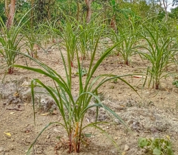 Penampakan tanaman jagung dengan daun menggulung. Gambar: dokumentasi Imanuel Lopis.