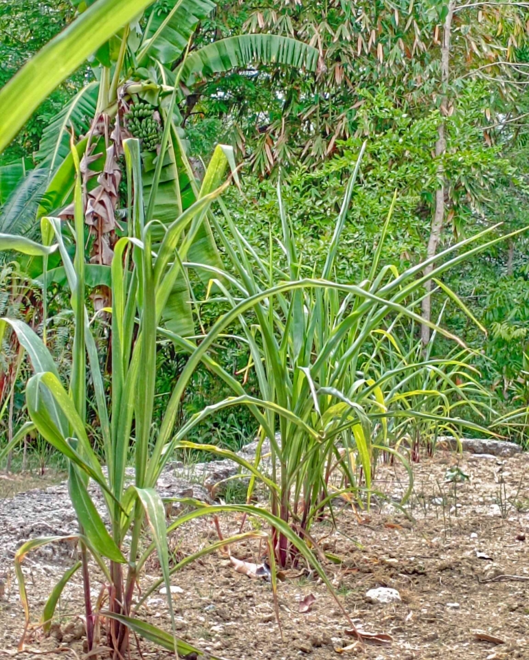 Potret tanaman jagung di pekarangan. Gambar: dokumentasi Imanuel Lopis.