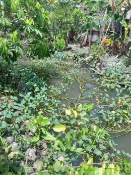 Kangkung dan tanaman air air lain bisa untuk pencemaran /Fitoteknologi (dok: pribadi)