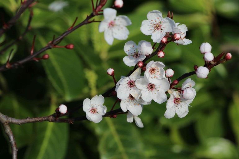 Bunga Manuka | Sumber gambar: Katherine Mccormack